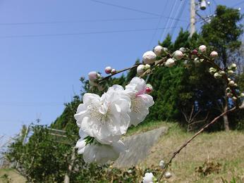 ̉